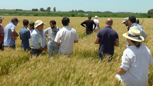 Descenso significativo de potasio en campos de Entre Ríos